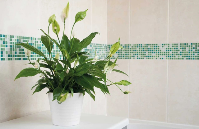 房屋書房裝修效果圖大全_房屋裝修_杭州房屋簡(jiǎn)單裝修故事